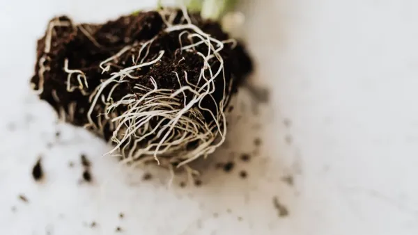 Close up de raízes de planta escuras e moles em substrato encharcado