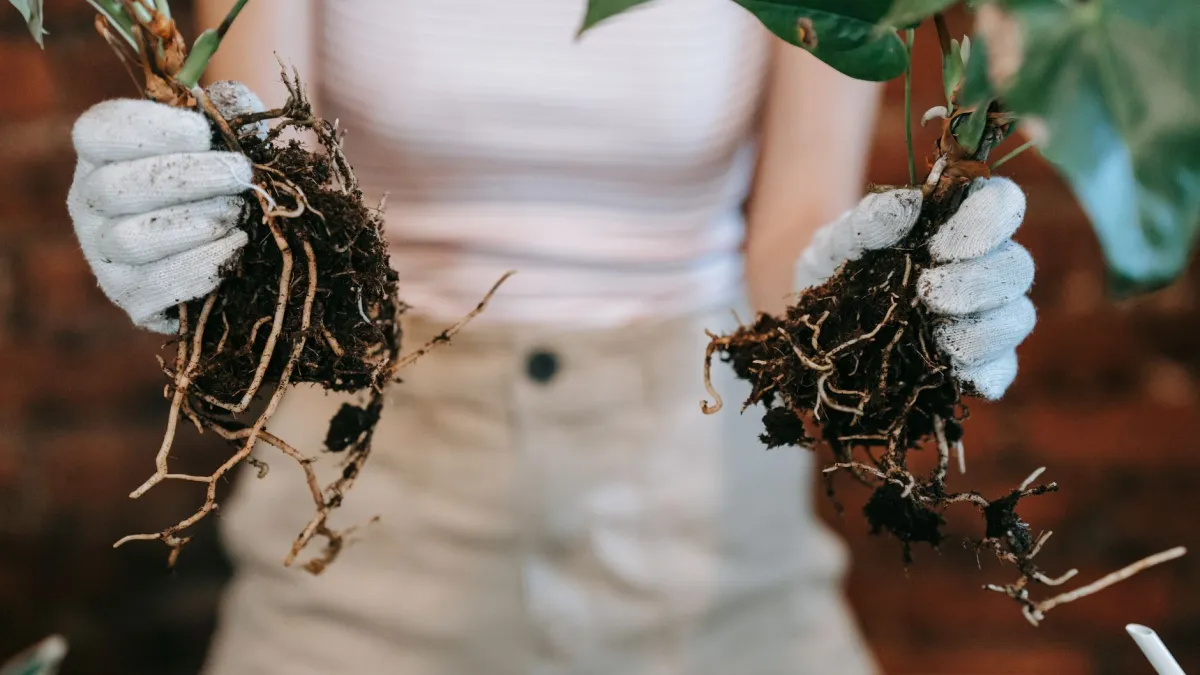 Close up de raízes escuras e moles de planta apodrecendo em um vaso