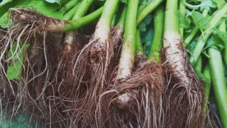 Close-up de raízes saudáveis de um pacová emergindo de um solo rico e escuro.