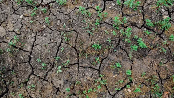 Close-up de solo de planta com uma crosta branca na superfície, indicando excesso de sais minerais.
