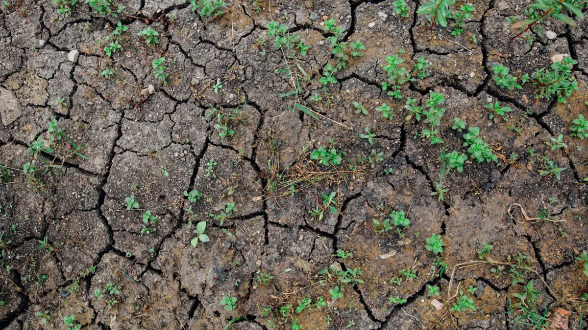 Close-up de solo de planta com uma crosta branca na superfície, indicando excesso de sais minerais.