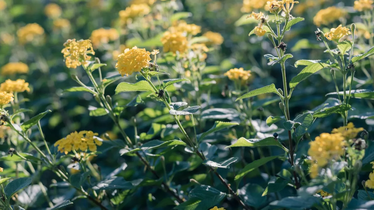 Close-up de um arbusto de Lantana com cachos de flores em tons de amarelo, laranja e rosa.
