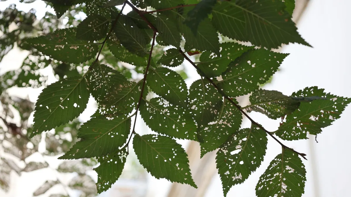 Close-up de um galho de planta com sinais de doença, como manchas