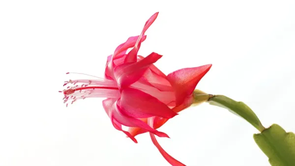 Close-up de uma flor-de-maio com pétalas vibrantes em tons de rosa e branco, mostrando a beleza da floração.