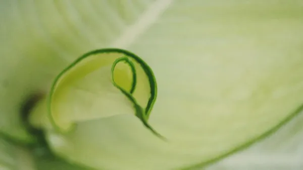 Close-up de uma folha de planta com bordas enroladas, indicando um problema de saúde.