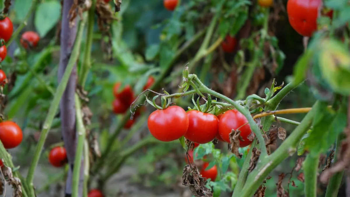 Close-up de uma folha de tomate com aspecto de estresse