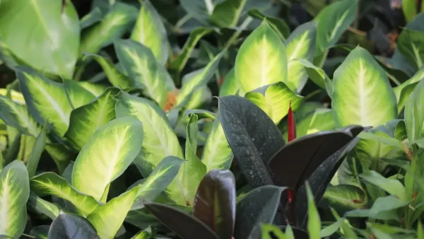 Close-up de uma planta de interior com folhas começando a amarelar, com foco na transição de cor.