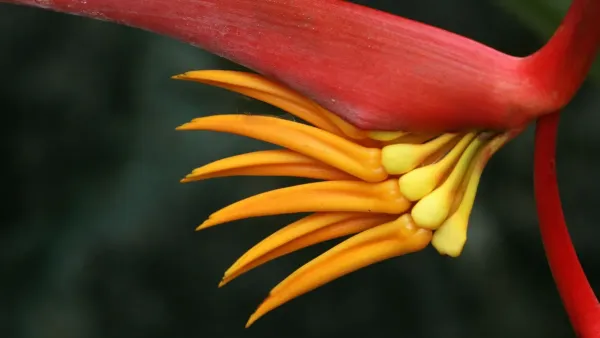 Close-up de uma planta helicônia com brácteas coloridas e vibrantes em um jardim tropical.