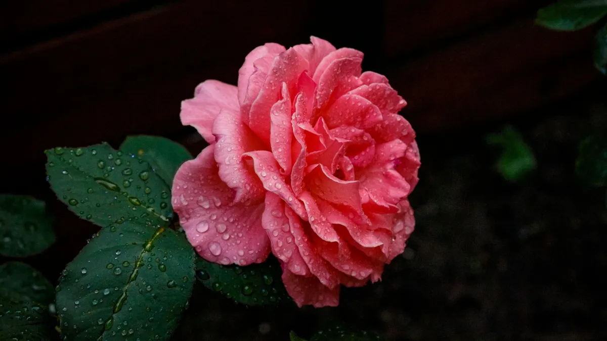 Close-up de uma rosa cor-de-rosa desabrochando, com gotas de orvalho nas pétalas, evidenciando sua beleza delicada.