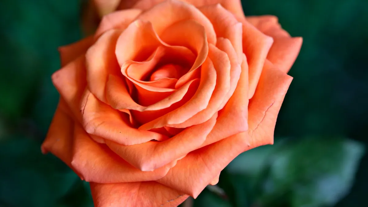 Close-up de uma rosa vermelha exuberante em plena floração, com pétalas aveludadas.