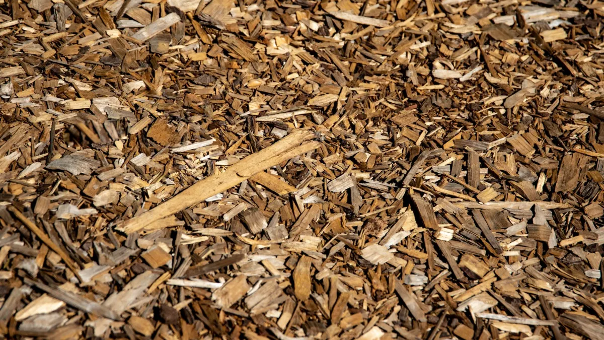 Cobertura de palha ao redor da base de plantas de coreópsis para reter umidade.