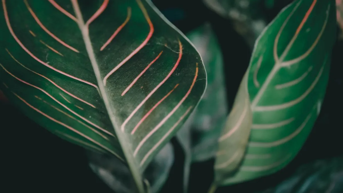 Detalhe das folhas de uma Aglaonema com pequenas gotas de água, indicando umidade.