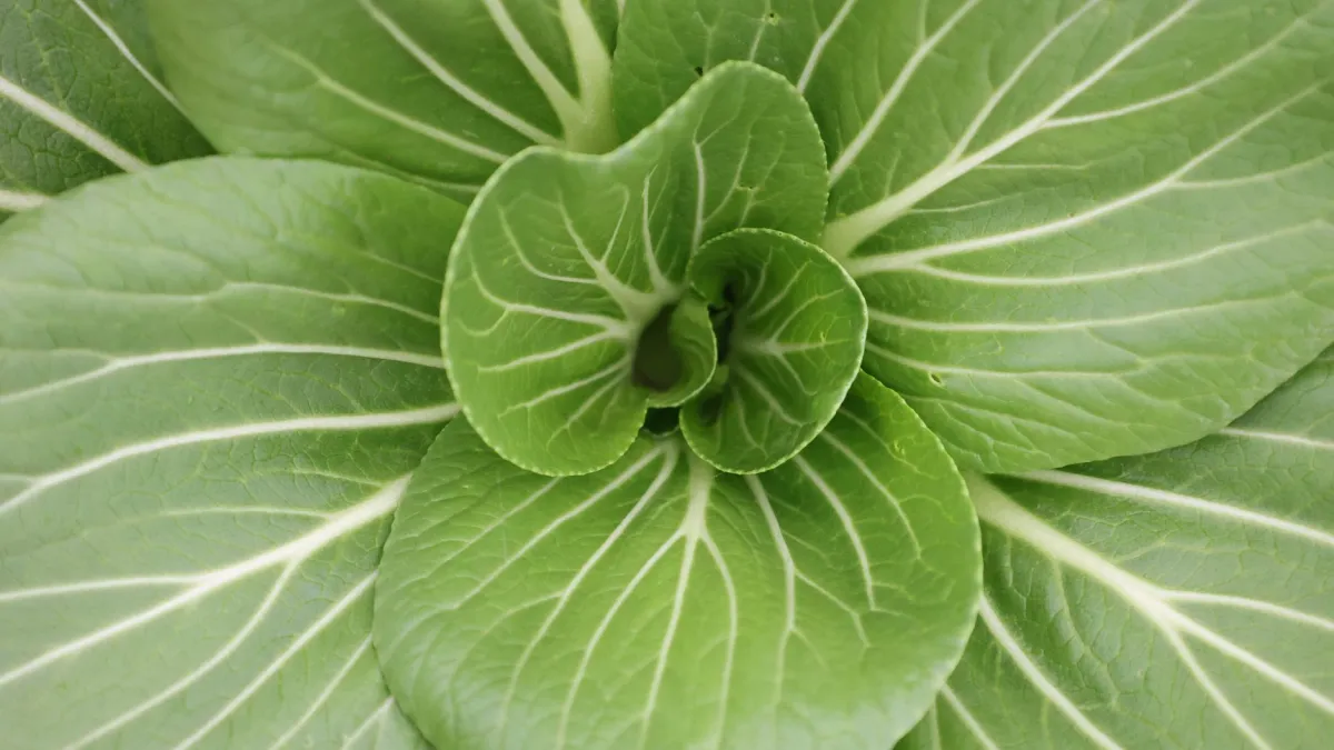 Detalhe das folhas verdes e saudáveis de uma planta de pak choi.