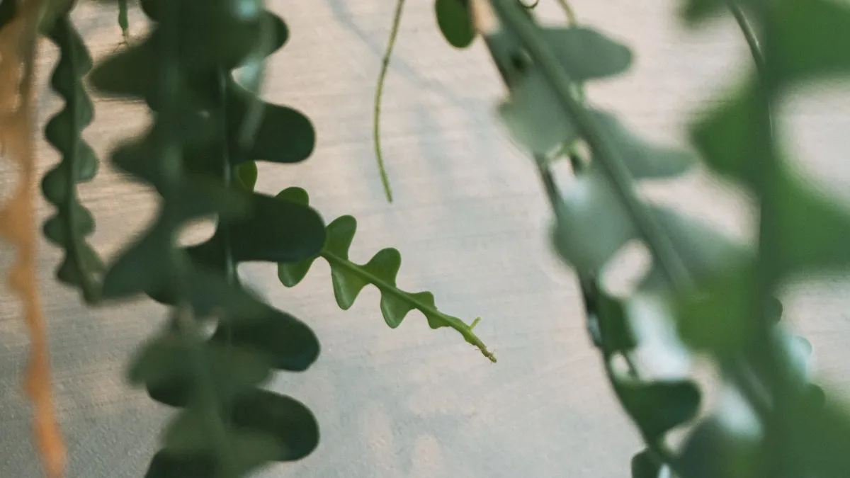 Detalhe das folhas verdes e suculentas da flor-de-cera, mostrando sua textura carnuda