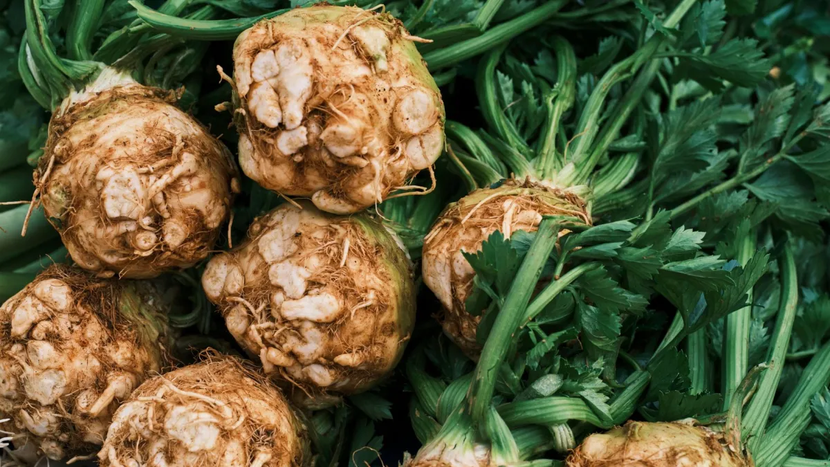 Detalhe das folhas verdes e viçosas de uma planta de salsão