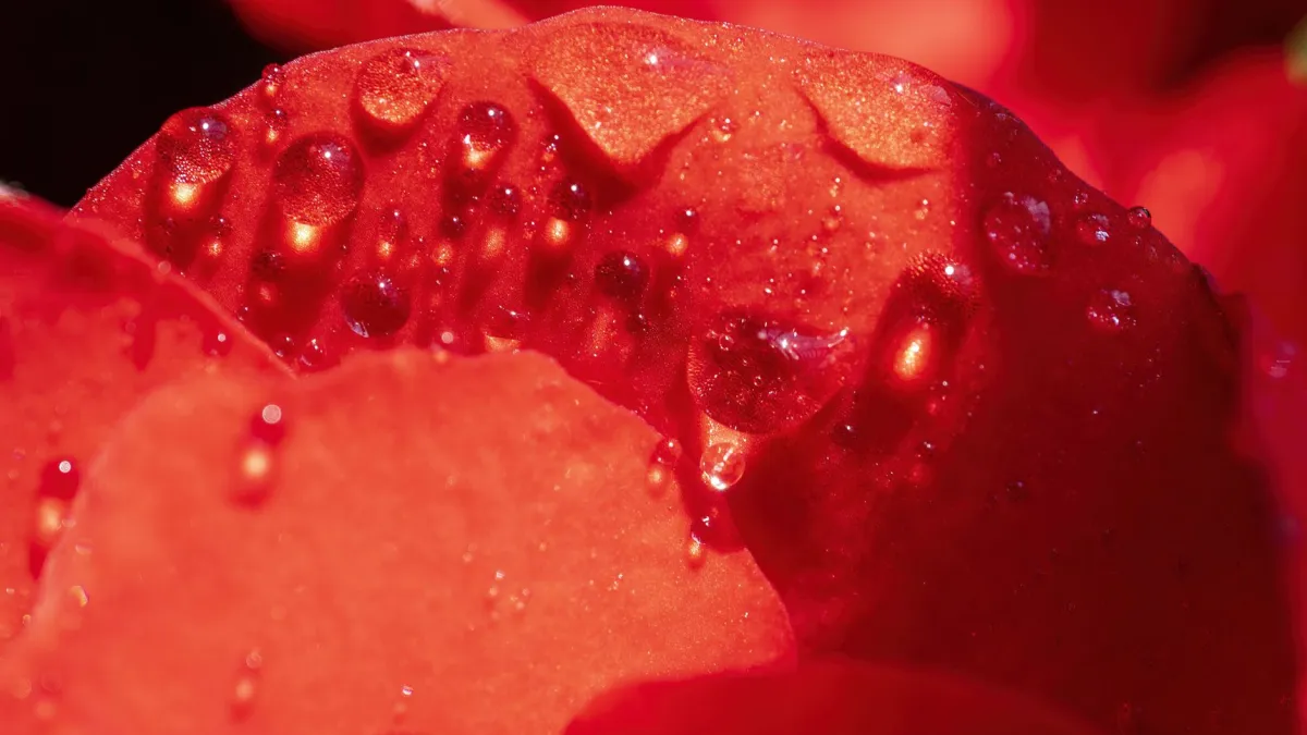 Detalhe das pétalas de um cravo vermelho com gotas de orvalho