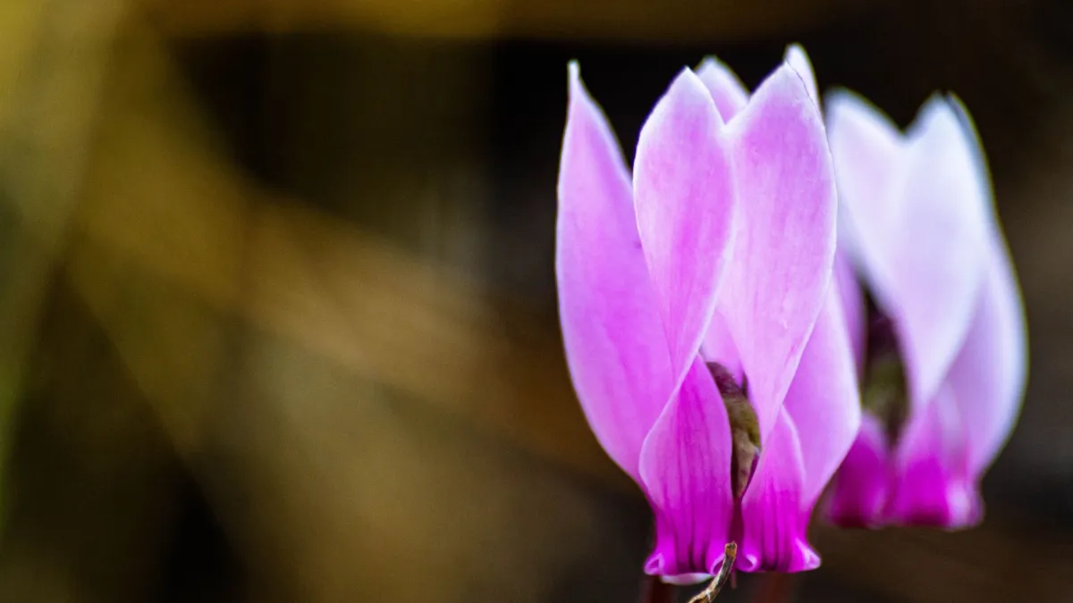 Detalhe de flores de ciclame com pétalas delicadas em rosa e branco emergindo de folhagens prateadas, adicionando elegância a um jardim de inverno.