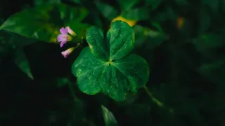 Detalhe de folhas de dinheiro-em-penca com manchas escuras indicando fungo