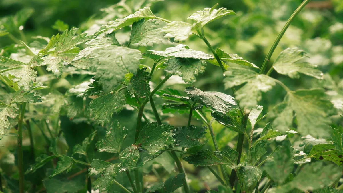 Detalhe de folhas frescas de salsa com gotas de água, mostrando a textura e o verde intenso.
