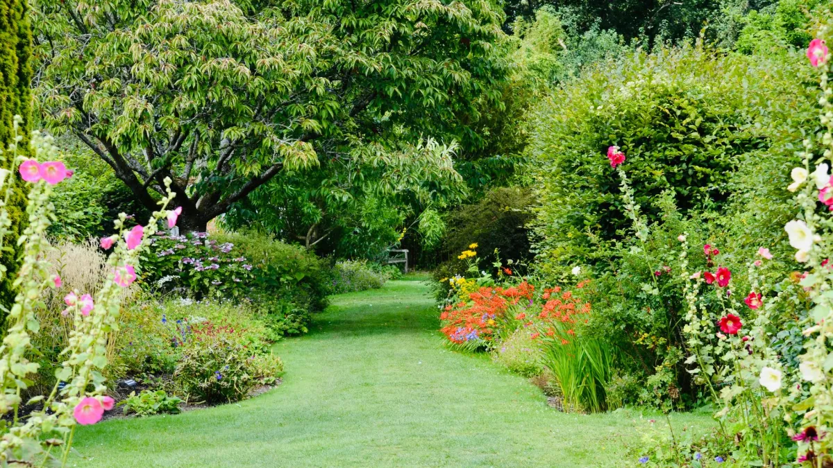 Detalhe de lírio-da-paz com suas flores brancas em um jardim sombreado