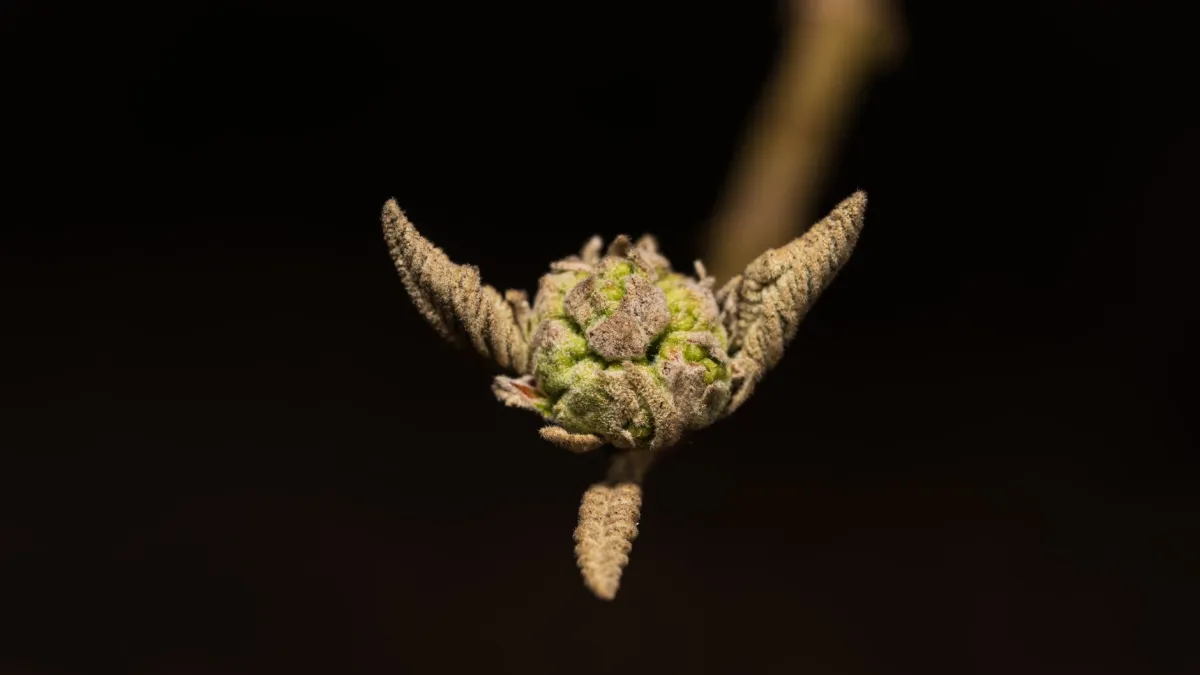 Detalhe de um caule de planta mostrando um nó onde pequenas brotações laterais começam a surgir.