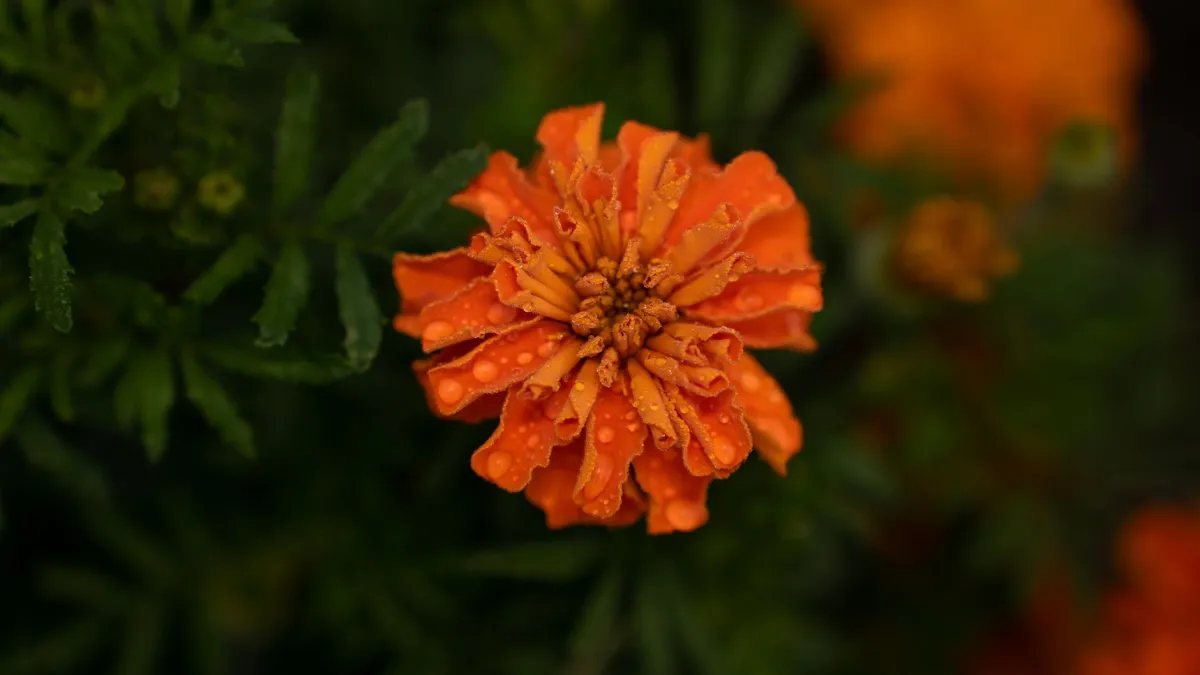 Detalhe de uma flor vibrante de tagetes com gotas de orvalho