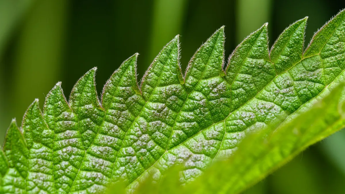 Detalhe de uma folha de planta com bordas queimadas pela exposição excessiva ao sol.