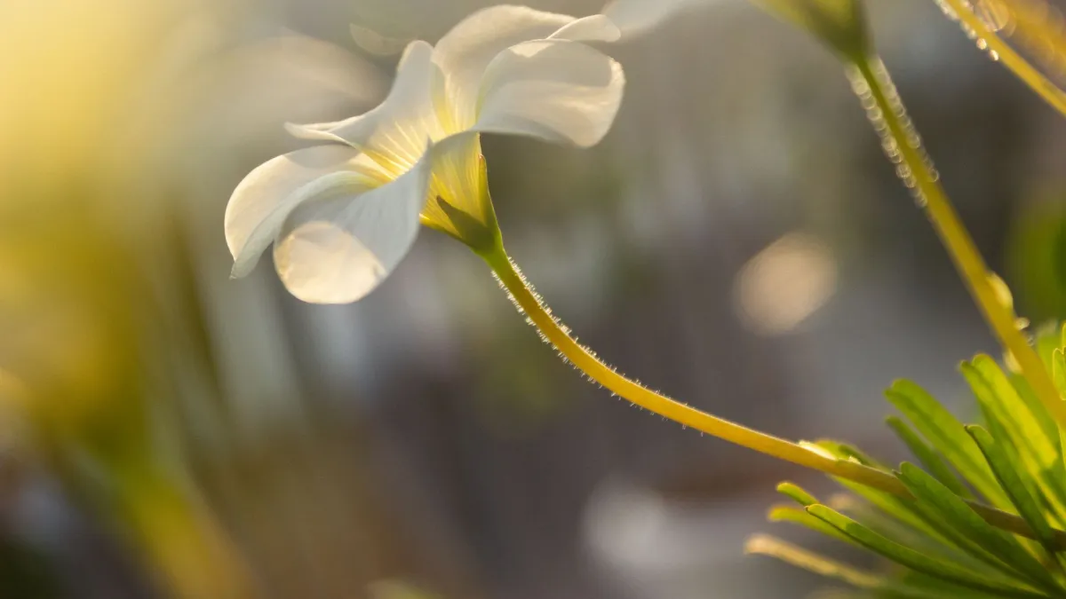 Detalhe do caule de uma planta se curvando em direção a uma fonte de luz.