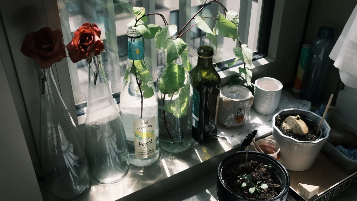 Diversas ervas frescas plantadas em vasos separados sobre uma bancada iluminada pelo sol.