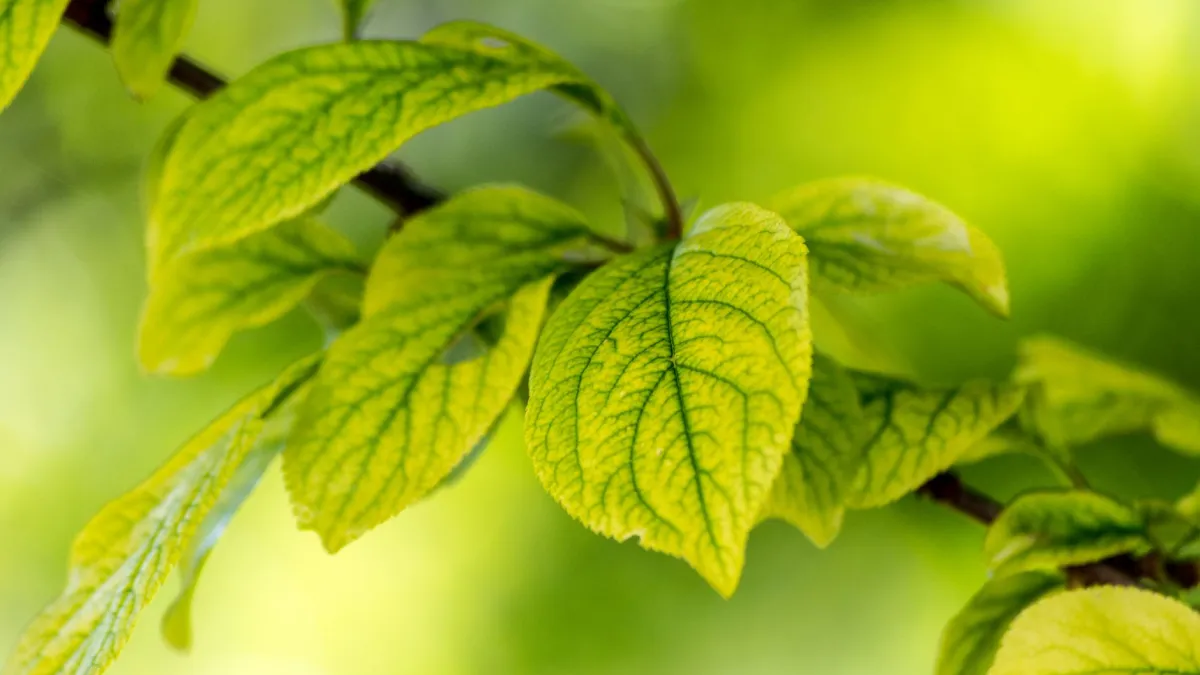 Estrutura de galhos saudáveis de uma planta, mostrando crescimento equilibrado