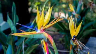 Flor de ave-do-paraíso vibrante em um jardim recebendo sol da manhã.