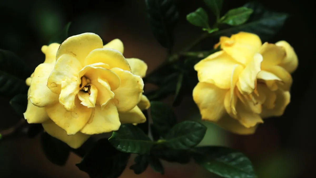 Flor de gardenia branca e exuberante em um vaso, em ambiente de meia sombra