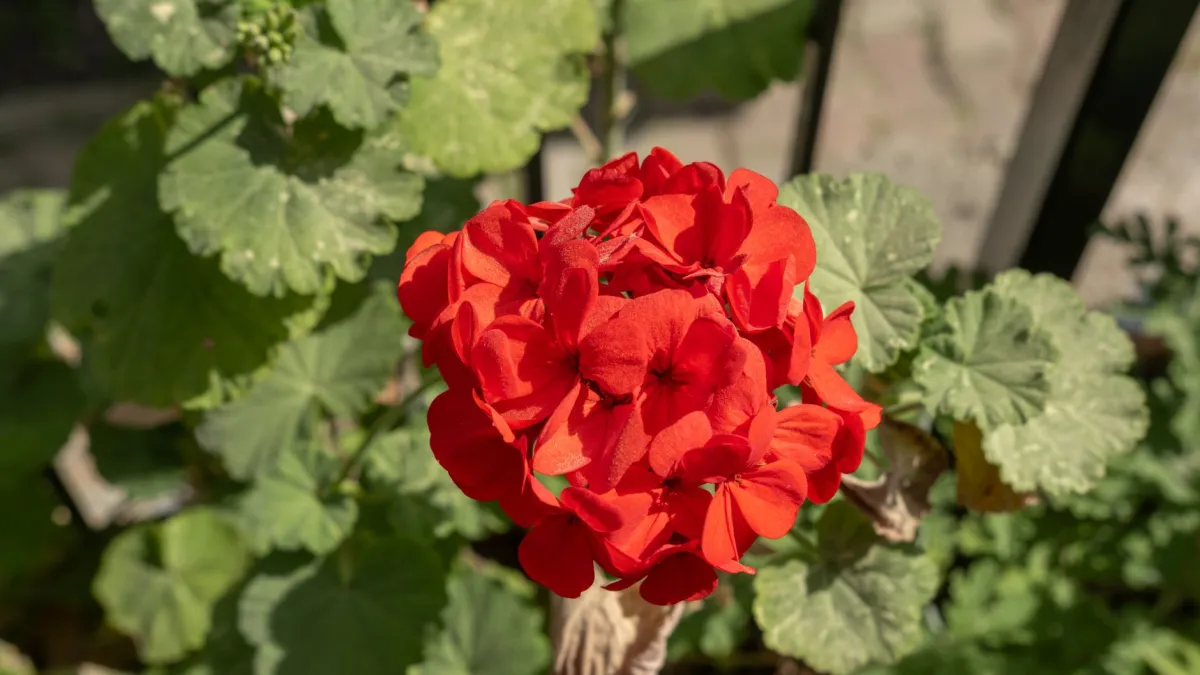 Flor de gerânio vermelha vibrante em close-up sob luz solar intensa.