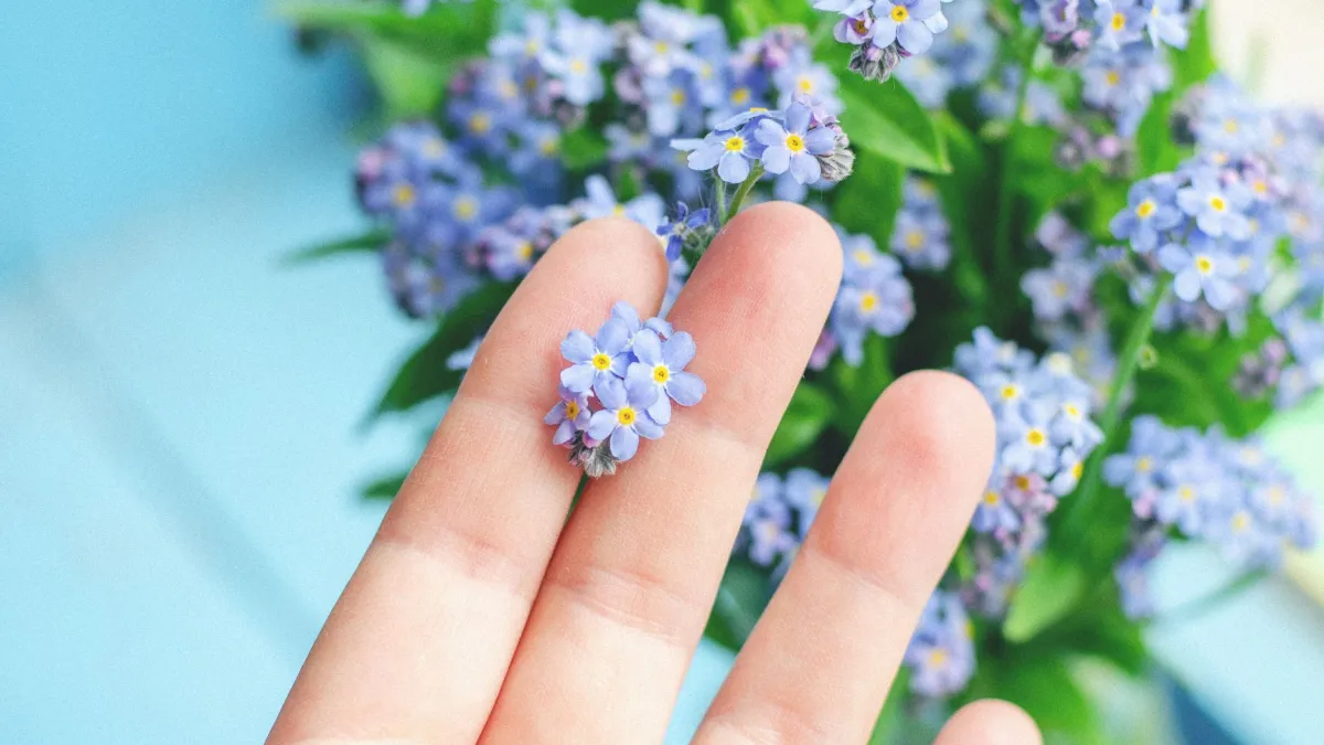 Flores azuis de miosótis com uma fina camada de pó branco, sintoma de oídio.