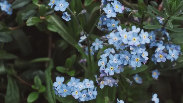 Flores azuis delicadas de miosótis com gotas de orvalho nas folhas, em um jardim.