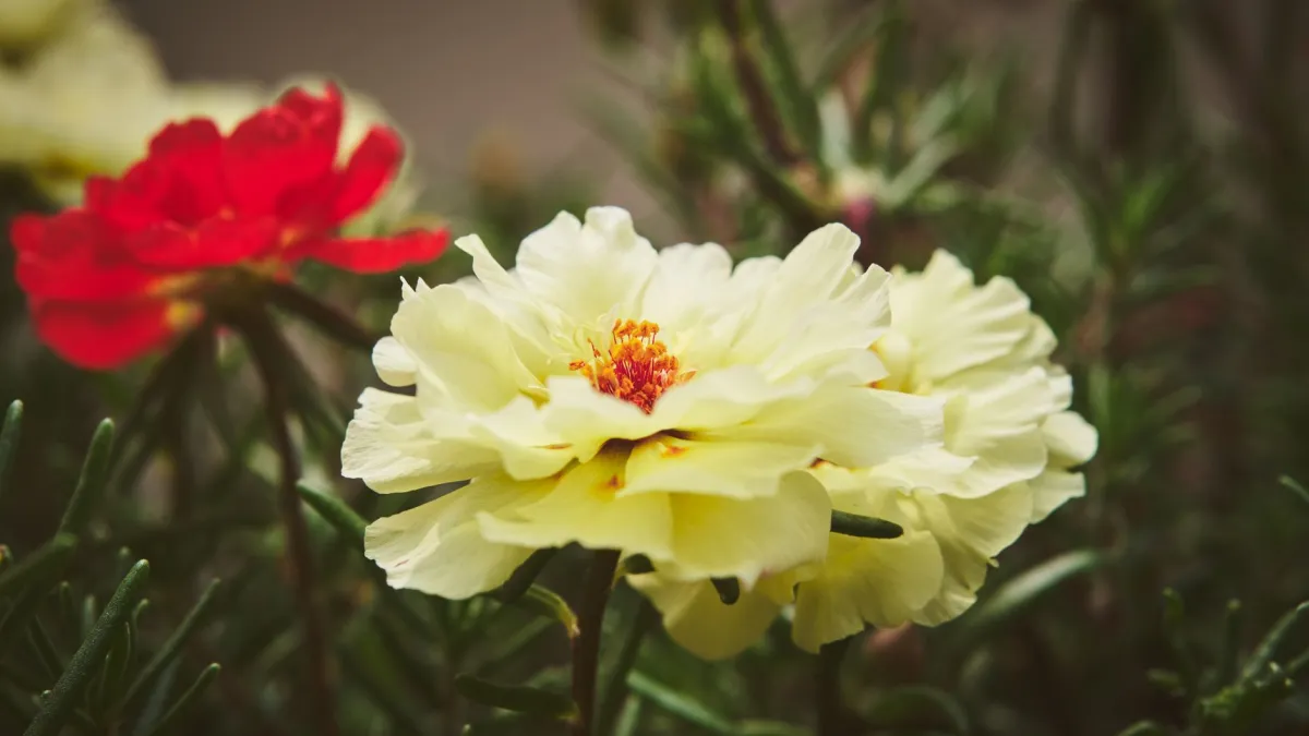Flores coloridas de onze-horas (portulaca grandiflora) abertas sob o sol.