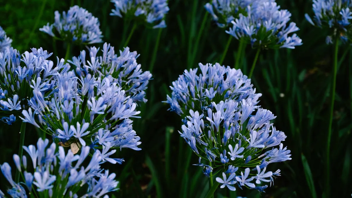 Flores de agapanto azuis e brancas em um jardim ensolarado