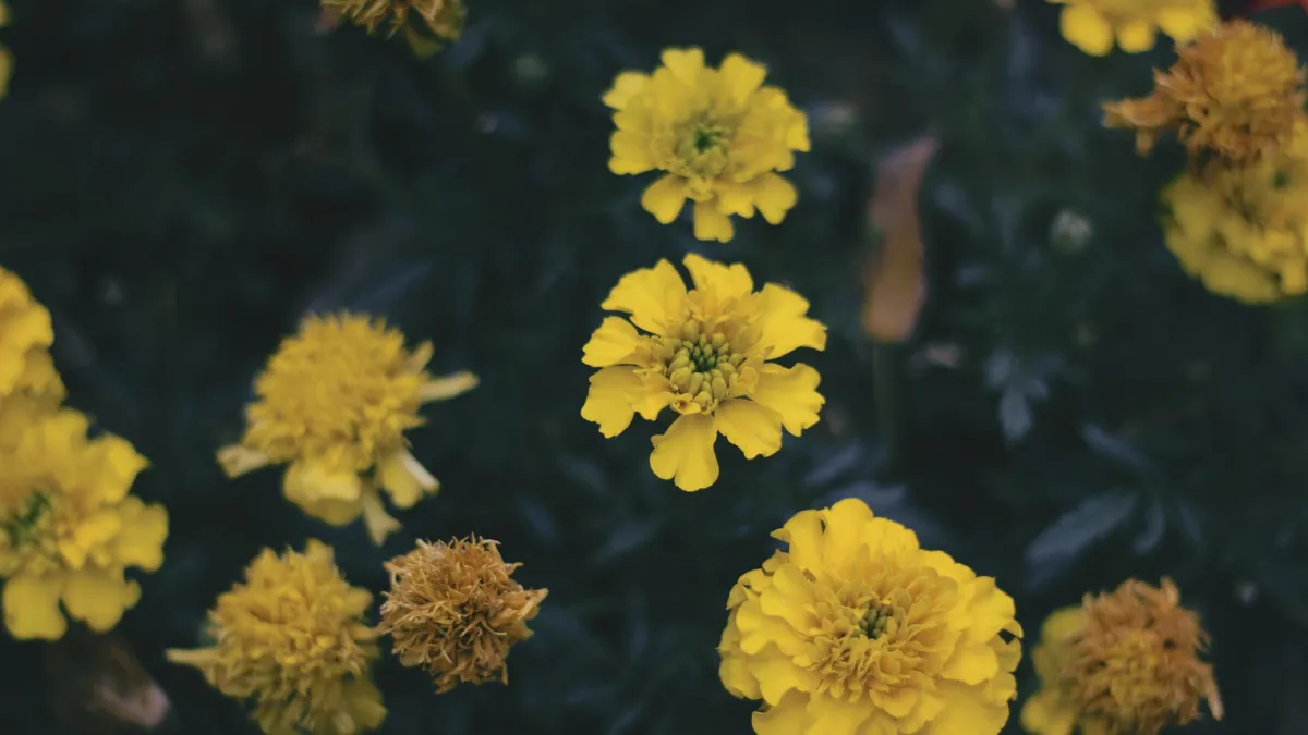 Flores de calêndula vibrantes crescendo ao lado de plantas de pimenta em um jardim bem cuidado.