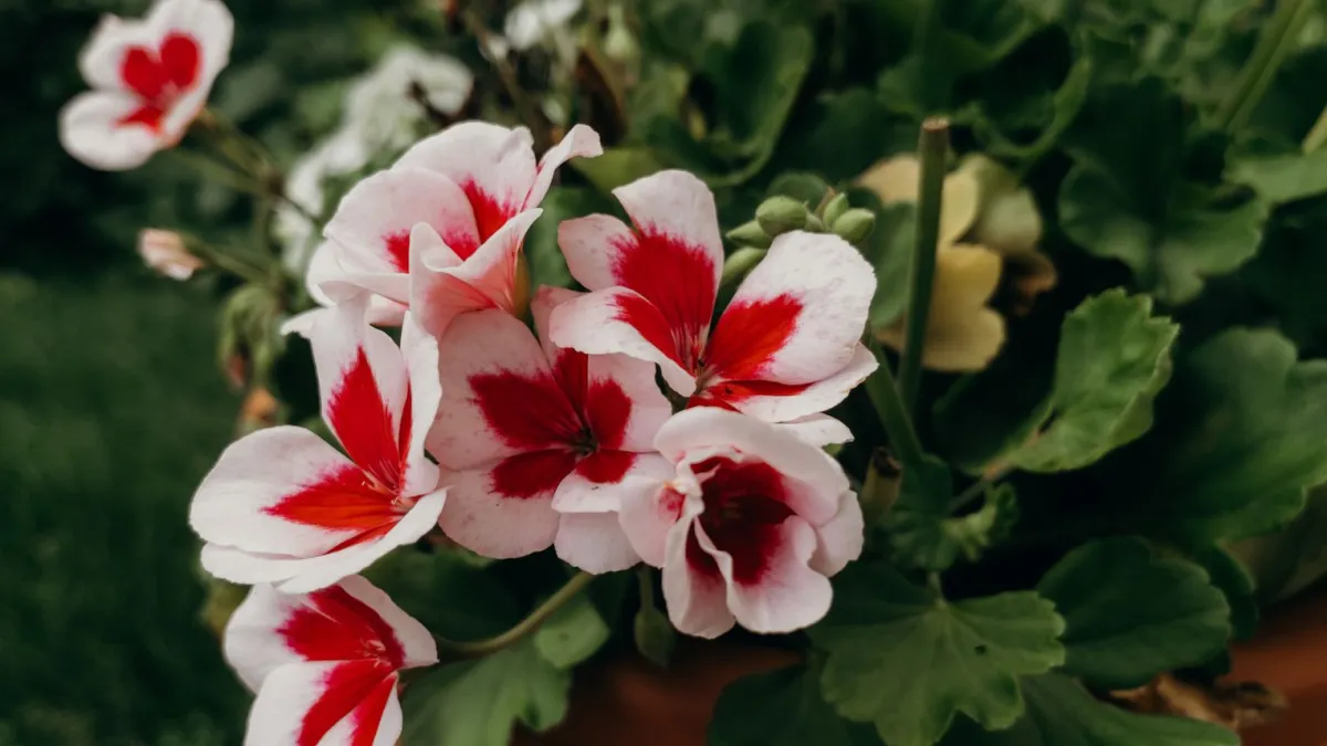 Flores de gerânio em tons vibrantes de vermelho e rosa, plantadas em um vaso de terracota em um pátio ensolarado.