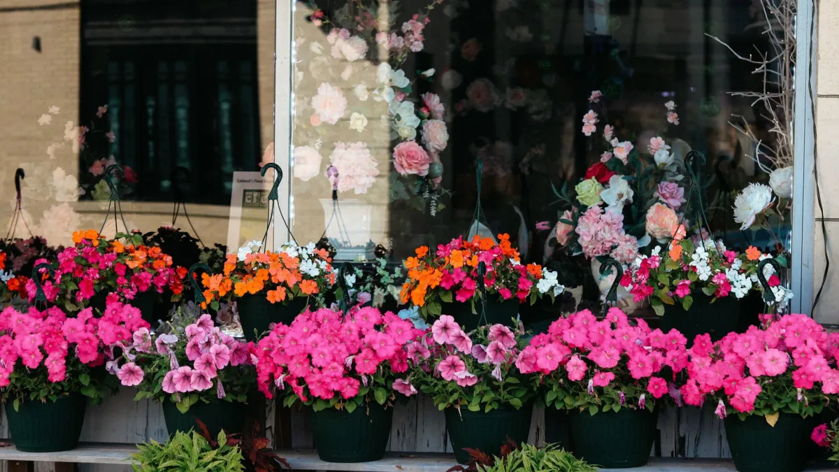 Flores de impatiens em diversas cores em cestas suspensas.