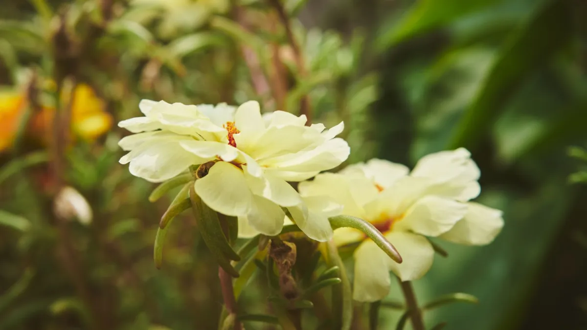 Flores de onze-hora em tons de rosa e amarelo abertas sob o sol forte