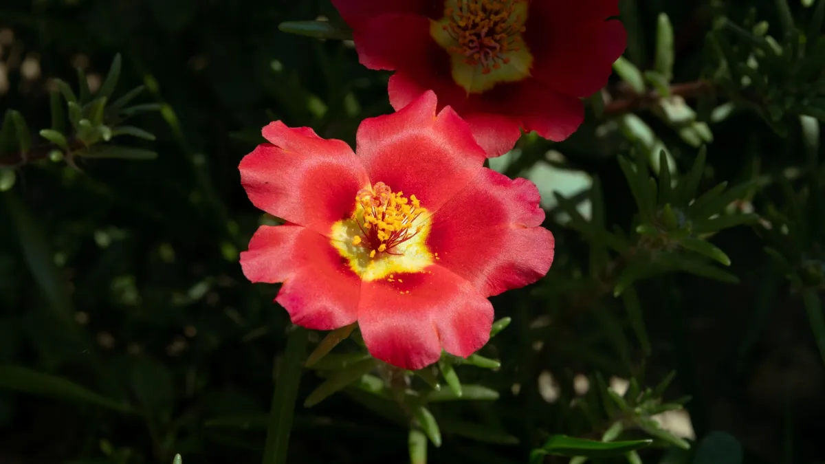 Flores de Onze-horas em cores vibrantes, como rosa e amarelo, abertas sob o sol forte.