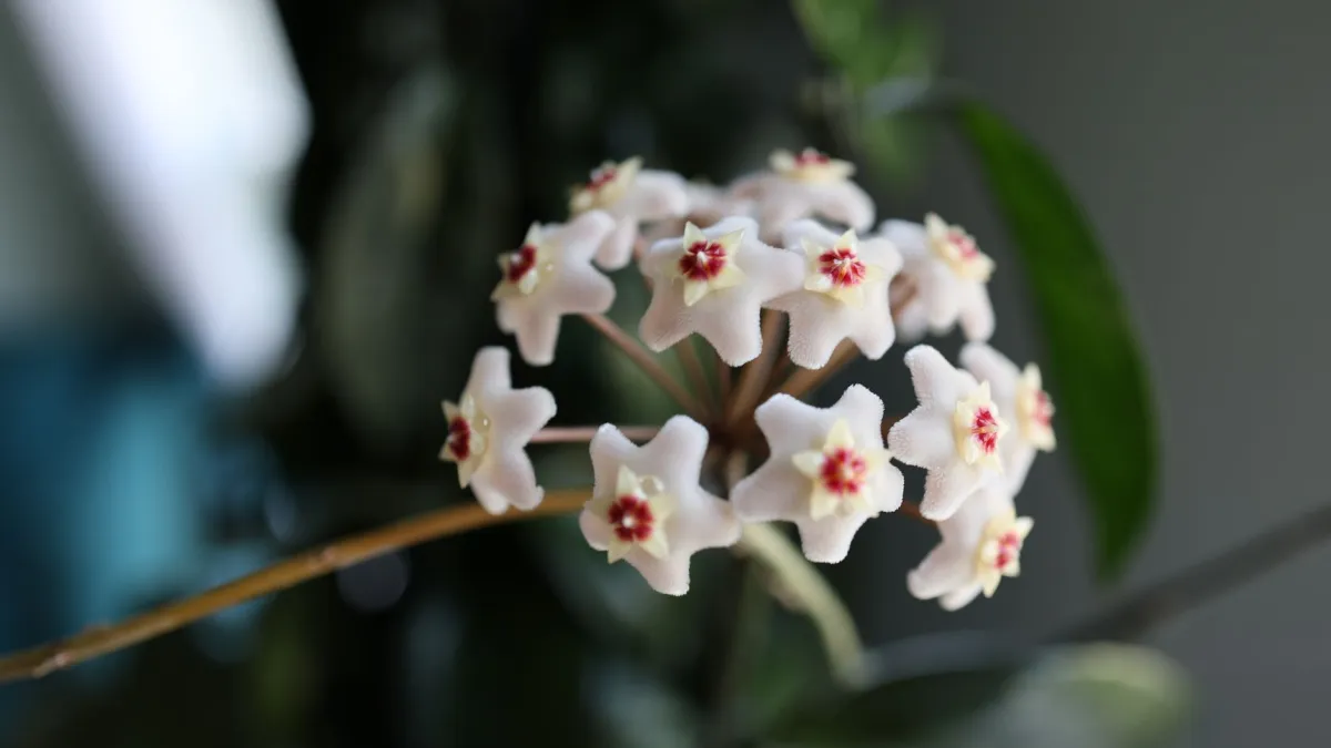 Flores delicadas em cachos da planta flor-de-cera com detalhes de pétalas e centro