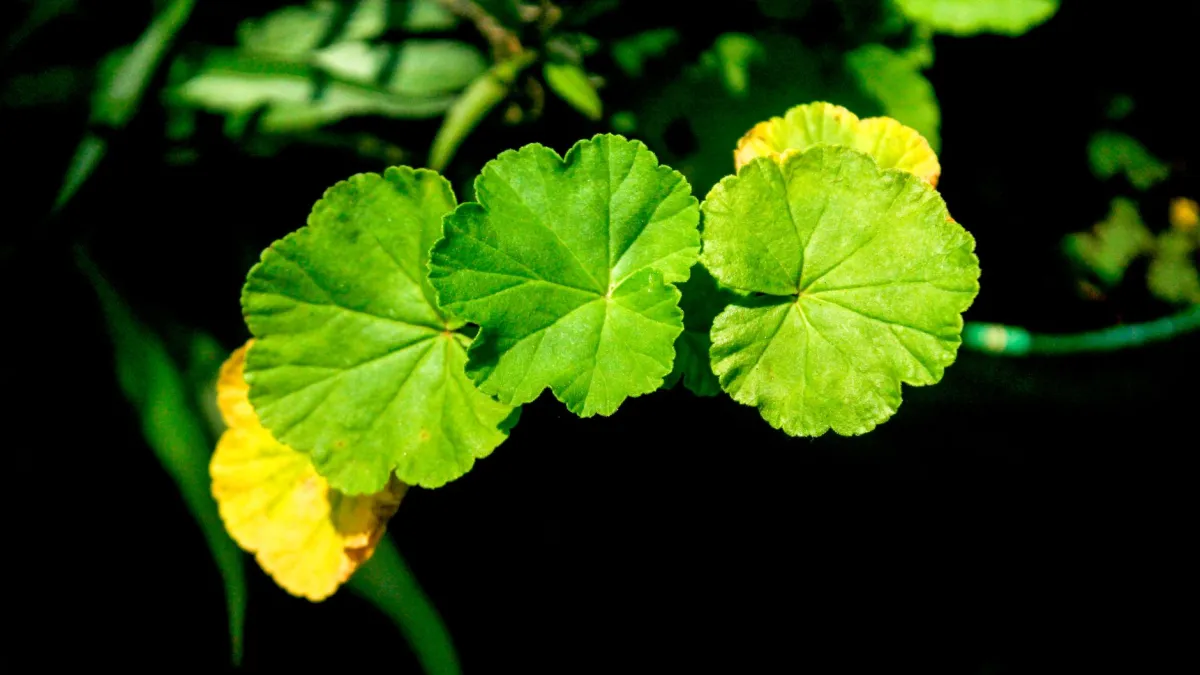 Folha de planta com manchas amareladas e marrons que parecem queimadas pelo sol.