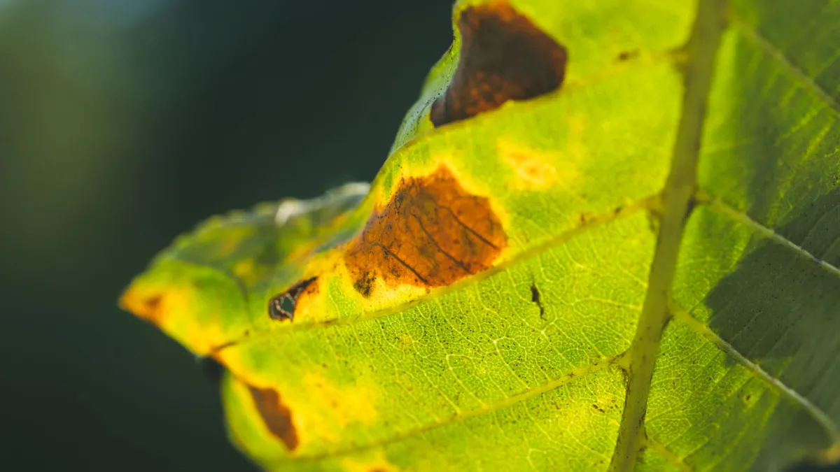 Folha de planta com manchas secas e marrons devido à queimadura solar.