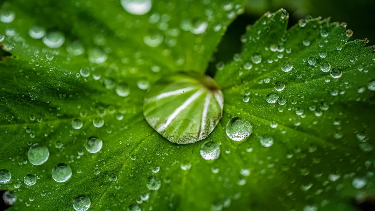 Folha verde de planta saudável com gotas d'água