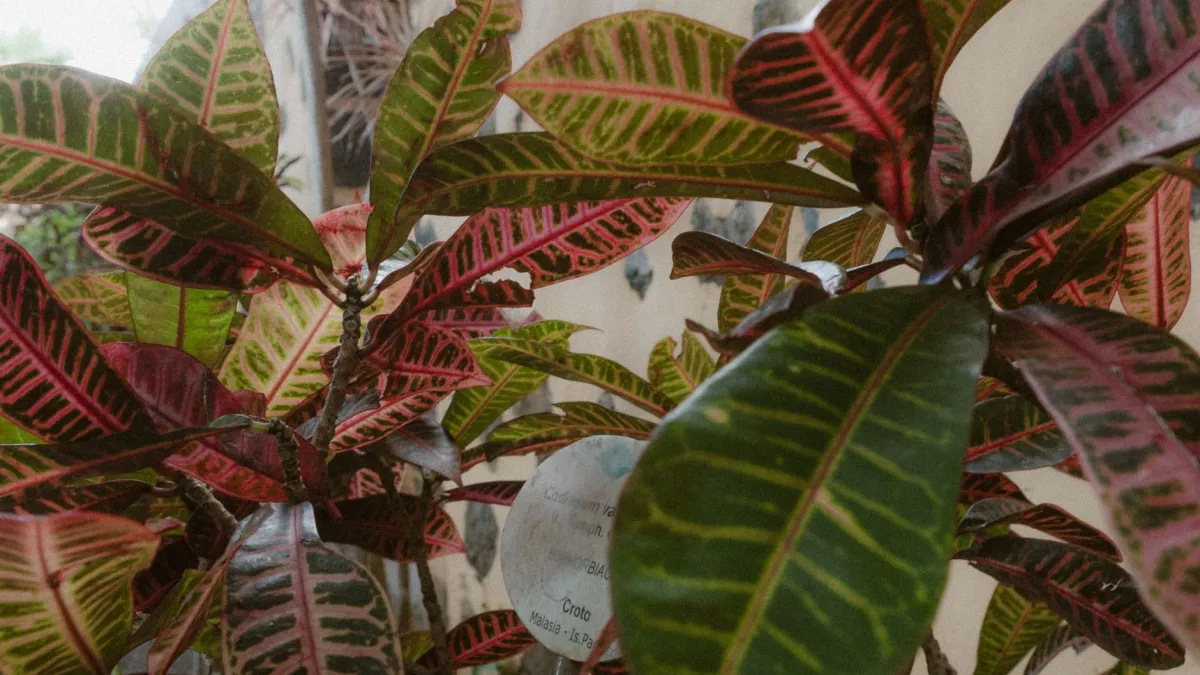 Folhas amareladas de uma planta que indicam estresse por falta de espaço