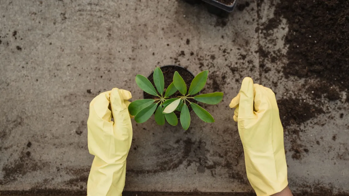 Folhas amareladas e murchas em uma planta de interior, indicando possível apodrecimento das raízes