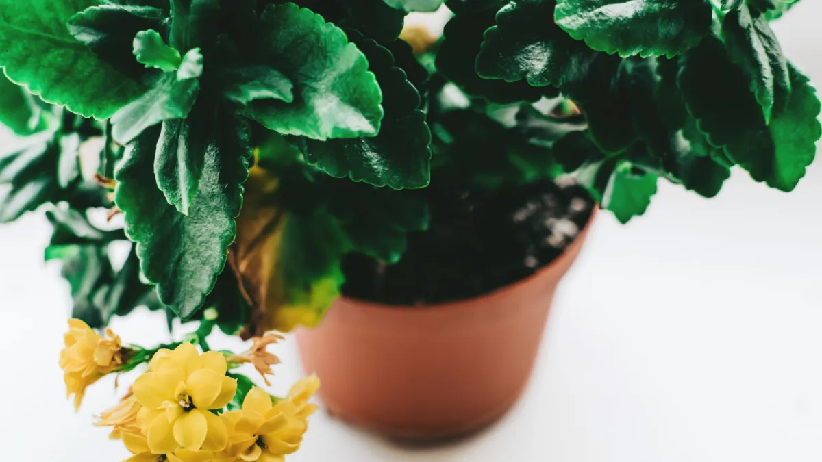 Folhas amareladas em uma planta de interior, indicando possível deficiência de nutrientes