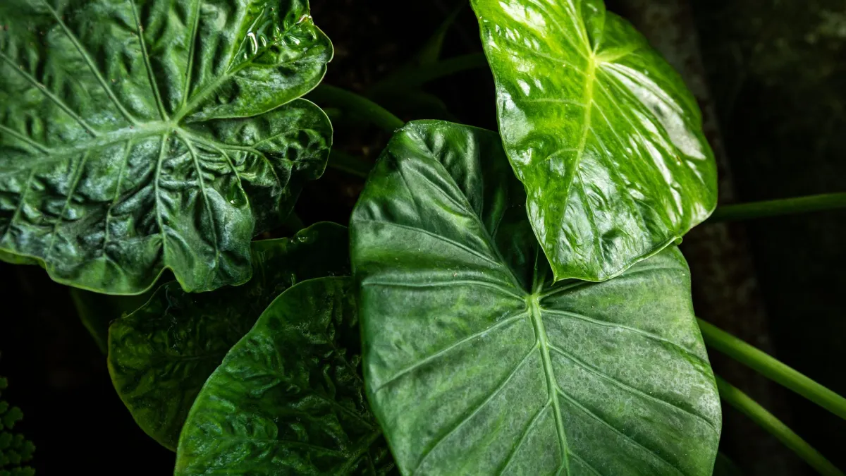 Folhas de orelha-de-elefante com coloração verde pálida, um sinal de pouca luminosidade.